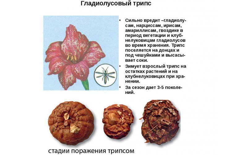 Трипс гладиолус