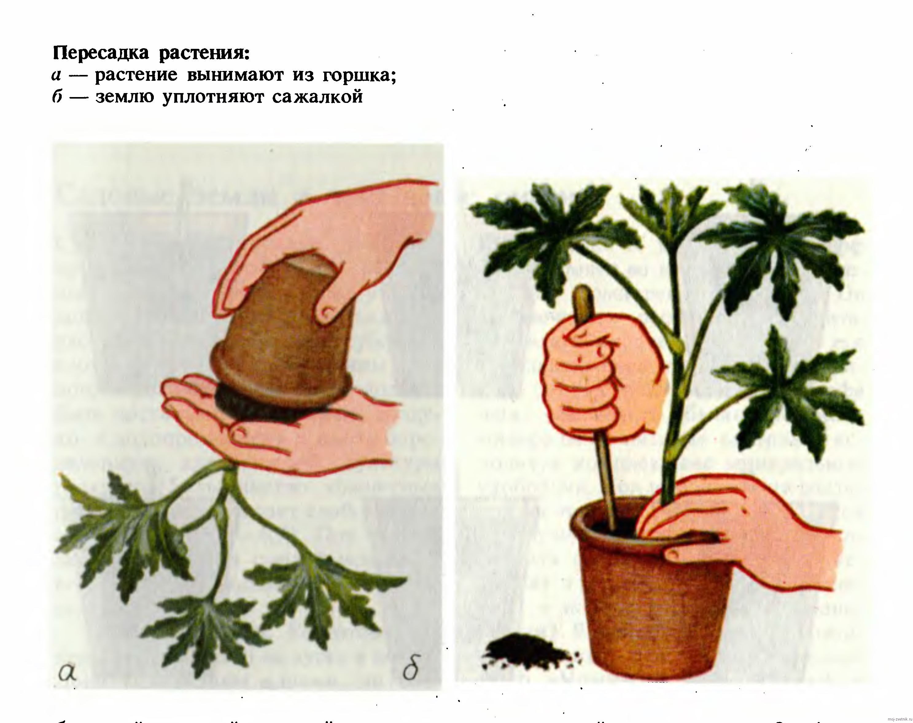 Правила пересадки в горшочки