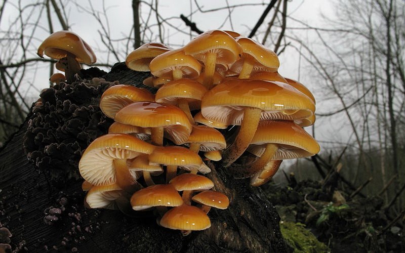 Зимний гриб (Flammulina velutipes)