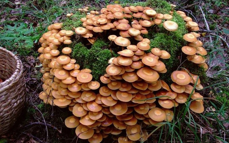 Летний медовый гриб (Kuehneromyces mutabilis)