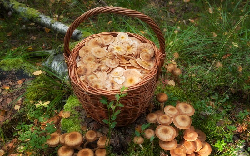 Фото летнего опята (Kuehneromyces mutabilis