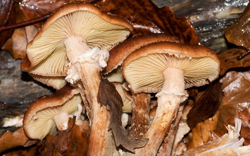 Осенний медовый гриб (Armillaria mellea)