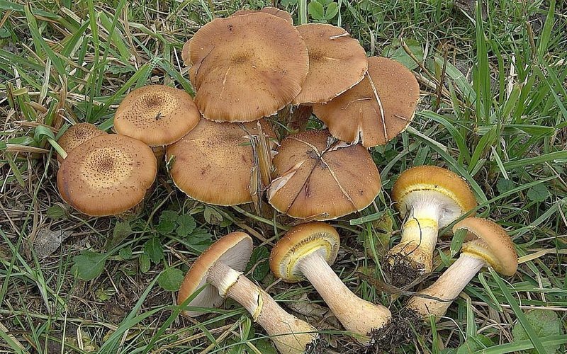 Луковичный медовый гриб (Armillaria bulbosa)