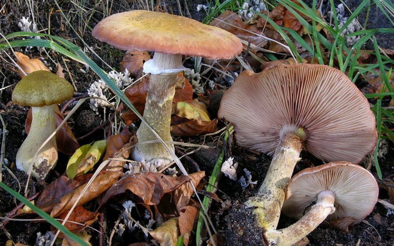 Фото луковичного опята (Armillaria bulbosa