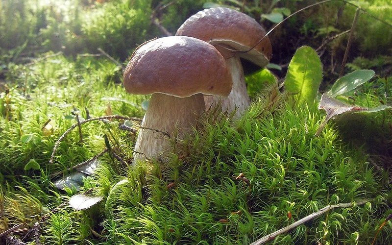 Дубовый сорт белых грибов (Boletus edulis f. Quercicola) и его фото