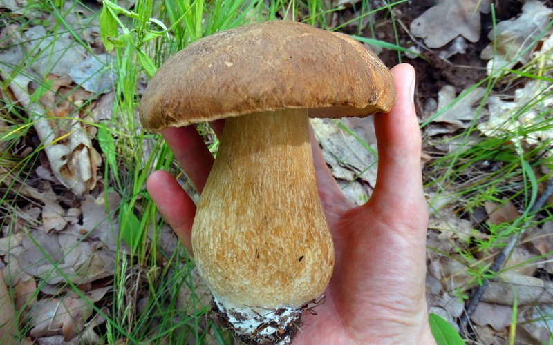 Дубовый сорт белых грибов (Boletus edulis f. Quercicola) и его фото