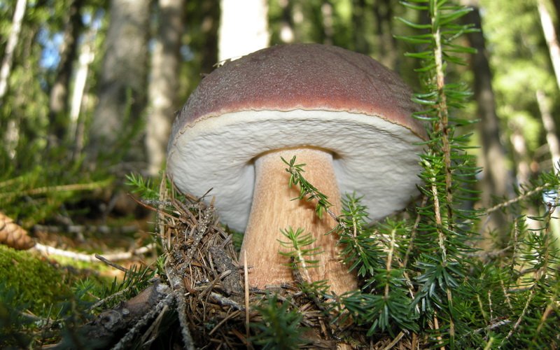 Сорт еловых белых грибов (Boletus edulis f. Edulis) с фото и описанием