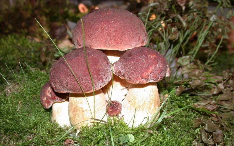 Сорт сосновых белых грибов (Boletus edulis f. Pinicola) с фото и названиями