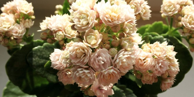 Каланхоэ (Kalanchoe Blossfeldiana)