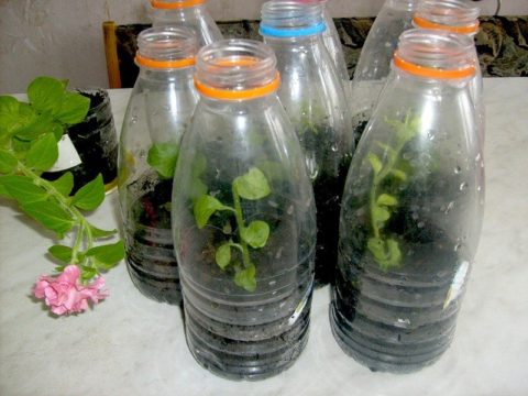 Бутылки с широким горлышком также являются отличным тепличным вариантом для укоренения черенков