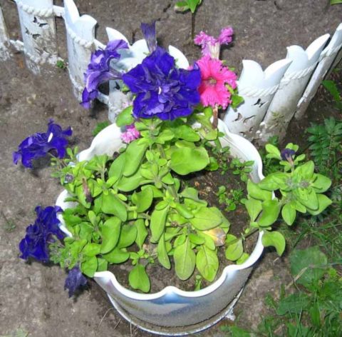 Пересаженное растение