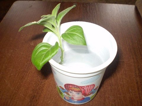 Укоренение