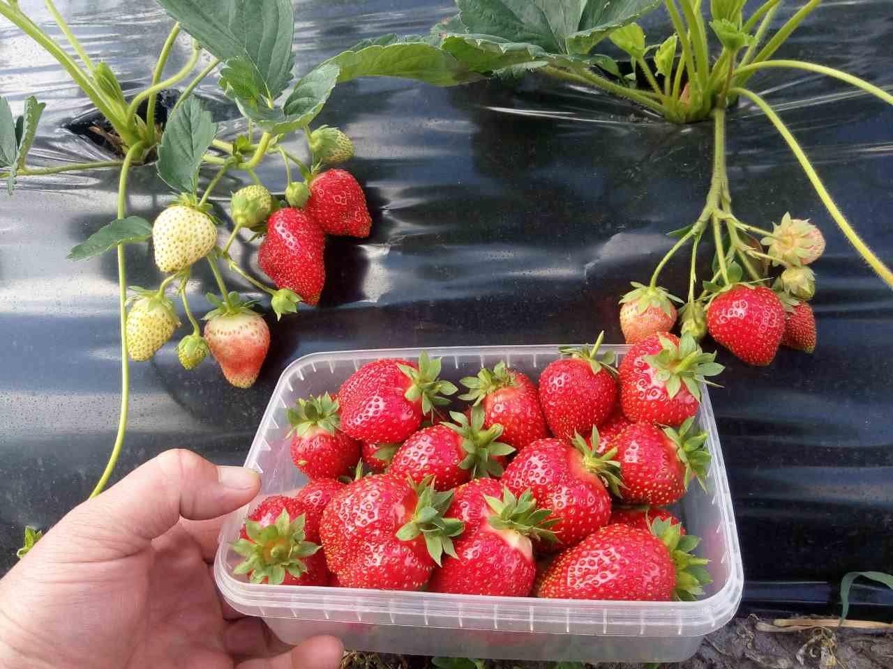 азиатская клубника