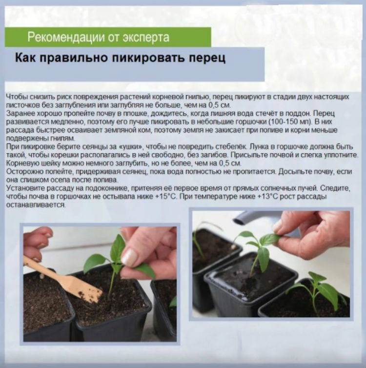 Как вырастить рассаду перца в домашних условиях