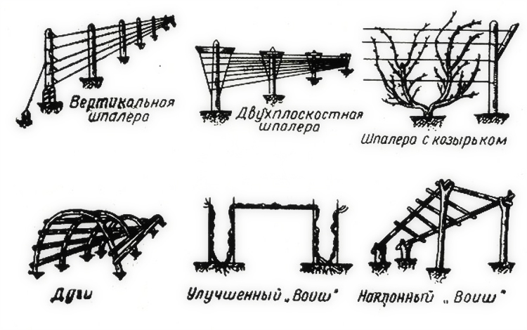 Секреты выращивания винограда на даче