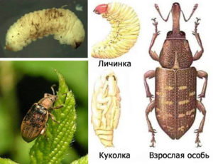 Вредители гороха