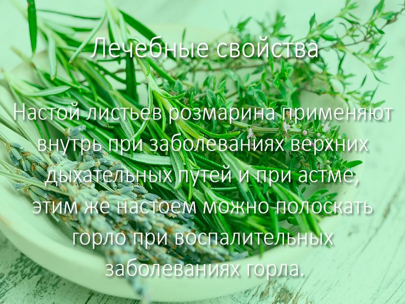 Лечебные свойства