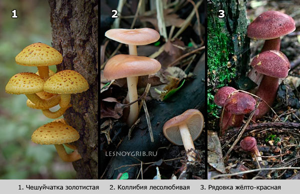 рядовка чешуйчатая колибия