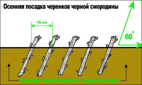 Схема посадки черенков смородины