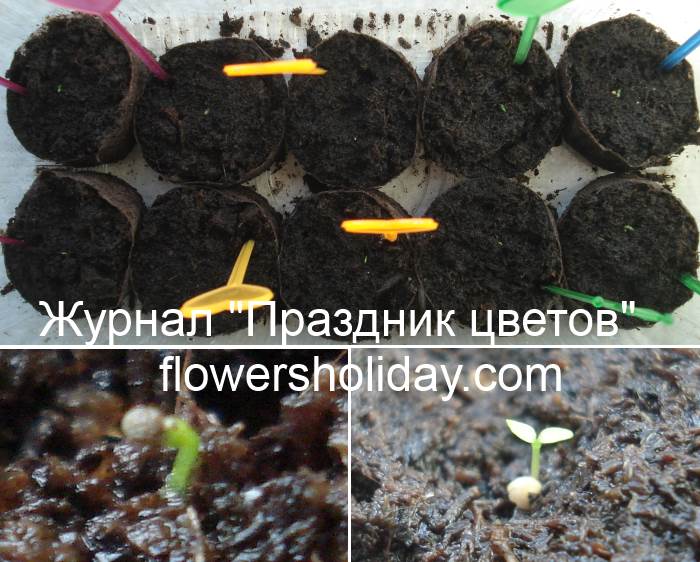 Эустома когда сеять семена на рассаду. Прорастание эустомы из семян. Всходы эустомы из семян. Эустома рассада. Эустомы маленькие всходы.
