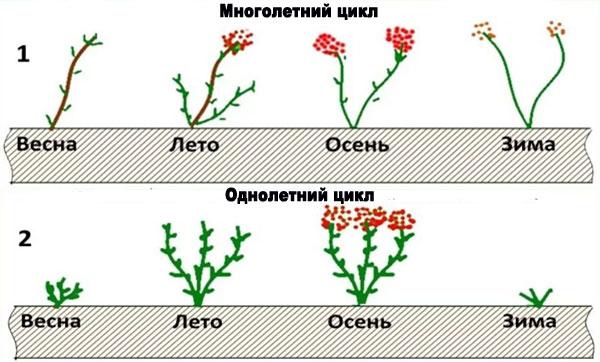 обрезка малины