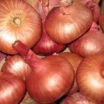 Луковицы старообрядческого сорта