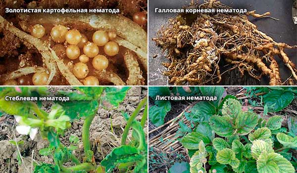 Клубничные нематоды