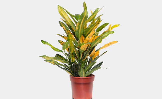 Codiaum Sunny Star