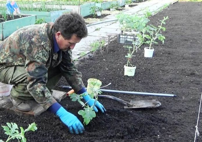 Посадка рассады арбуза в саду