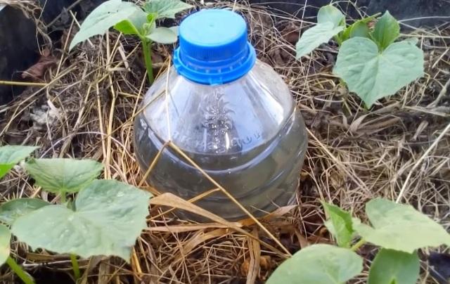 Как сделать капельный полив из пластиковых бутылок крышкой вверх