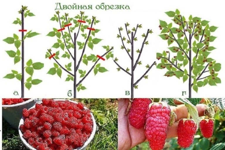 двойная обрезка