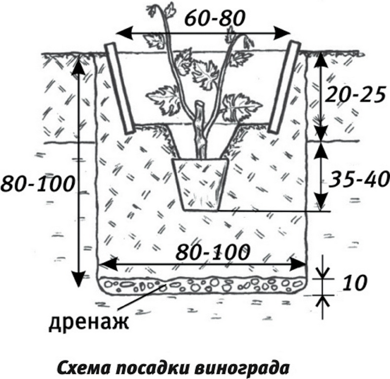 схема-Посадки-Винограда