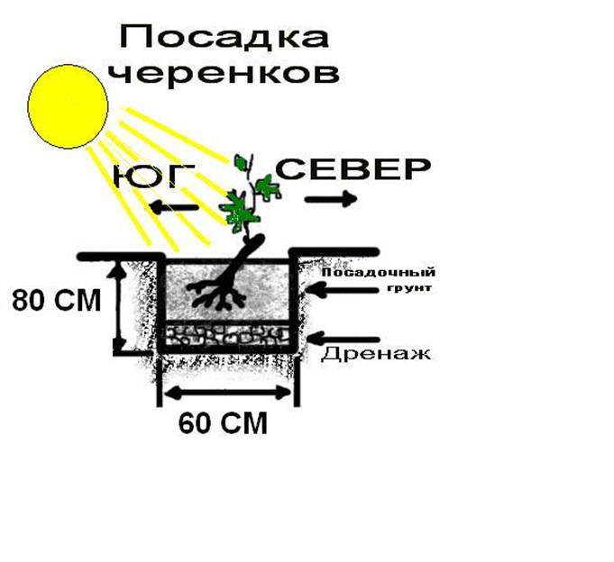 посадка-Винограда