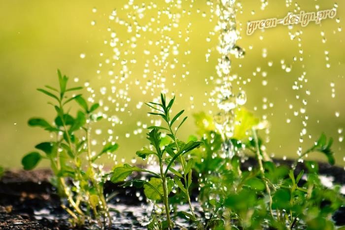 Какую воду использовать для полива
