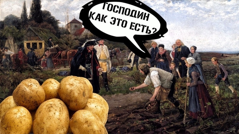 История происхождения и распространения картофеля: откуда появился картофель и как он приобрел популярность