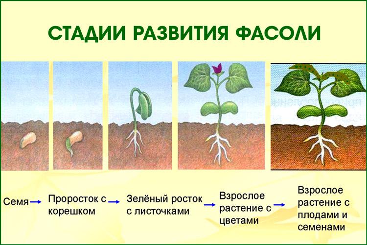 Этапы развития растений