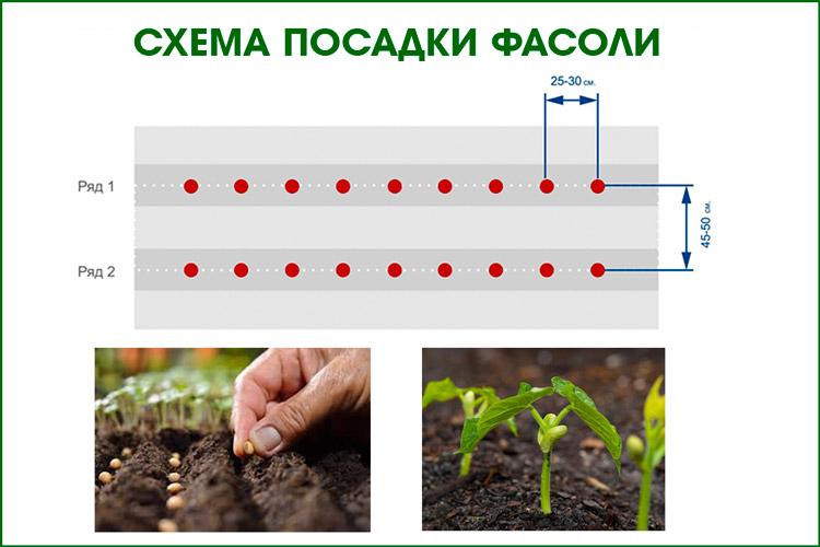 Схема посадки фасоли