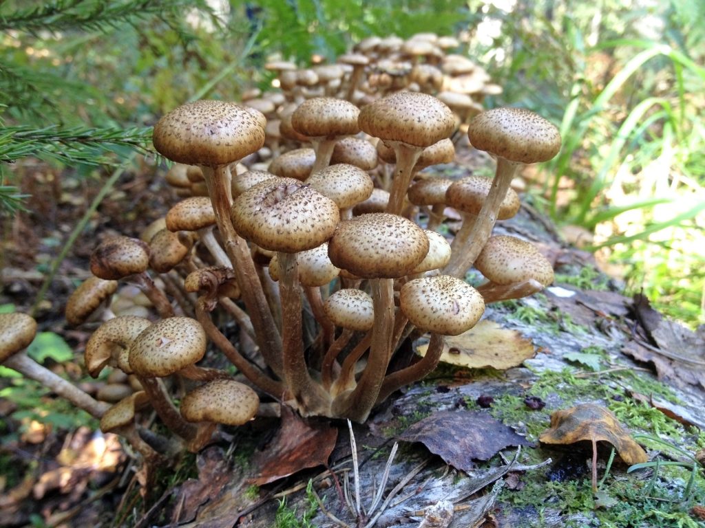 Ель