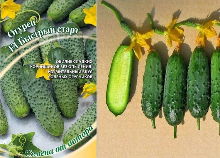 огурцы быстрого старта
