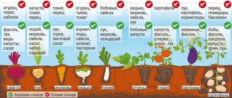 Как получить на своем участке хороший урожай картофеля даже на небольшом участке