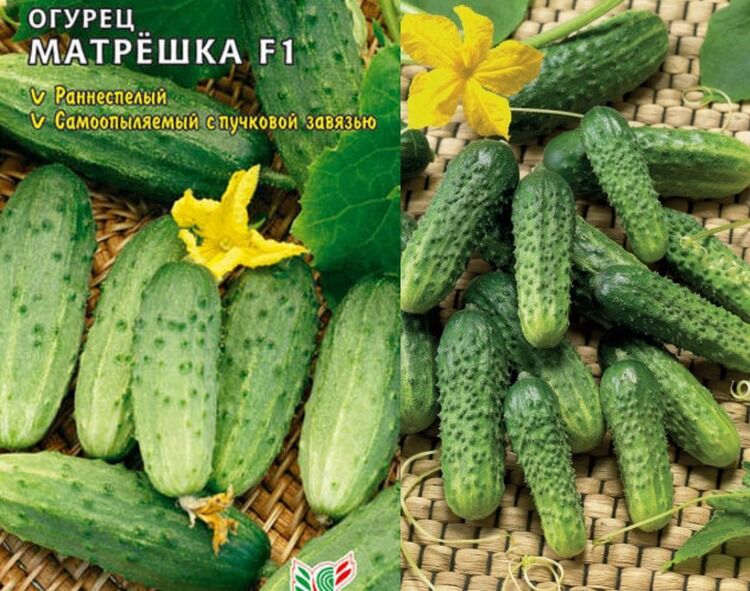 сорт матрешки из огурцов