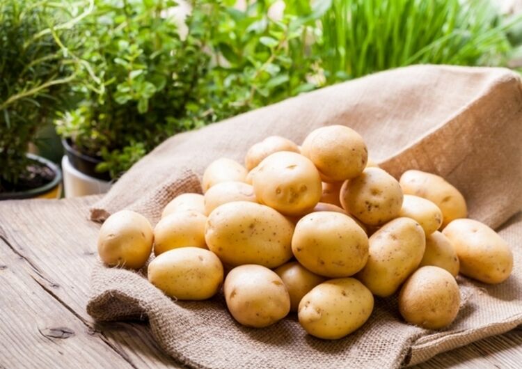 сорт картофеля Алена