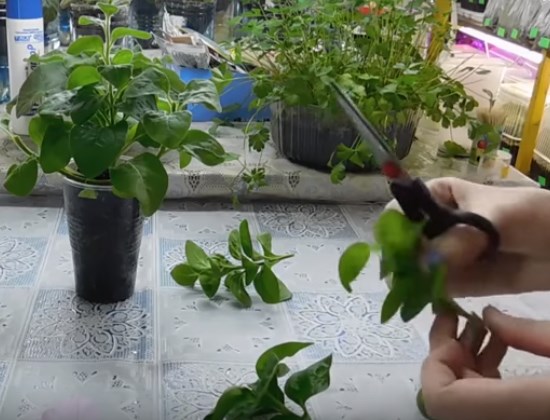 Как размножить петунию весной черенками