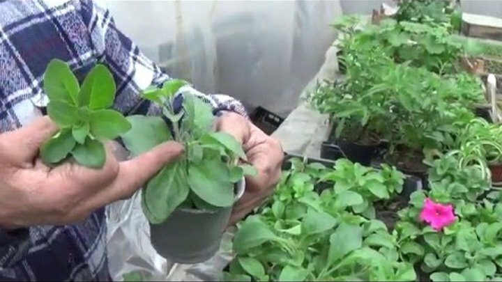 Как размножить петунию весной черенками