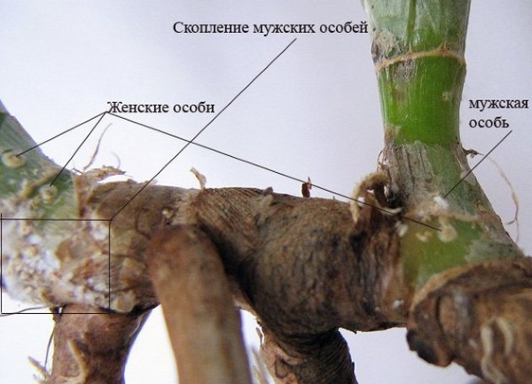 Ножны на комнатных растениях. Фото, как бороться, методы лечения