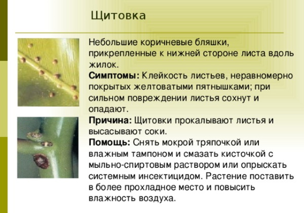 Ножны на комнатных растениях. Фото, как бороться, методы лечения