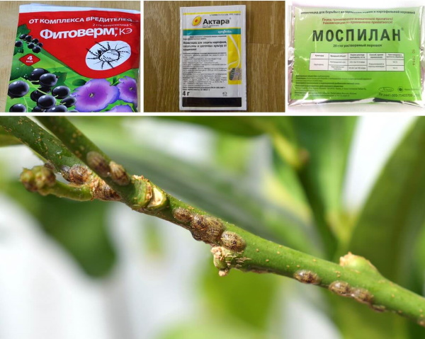 Ножны на комнатных растениях. Фото, как бороться, методы лечения