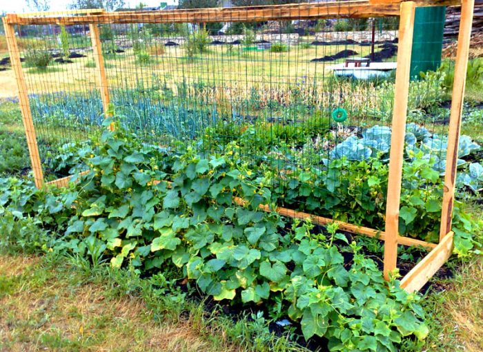 Прямоугольная культивация