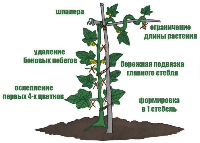 Сформируйте огурец