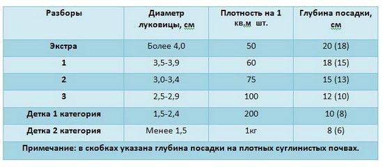 Глубина посадки и диаметр луковиц по разборам